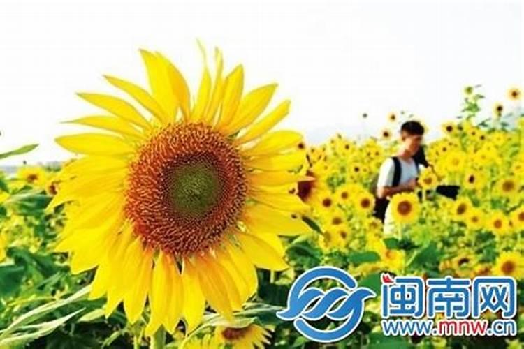闽南地区24节气农事谚语