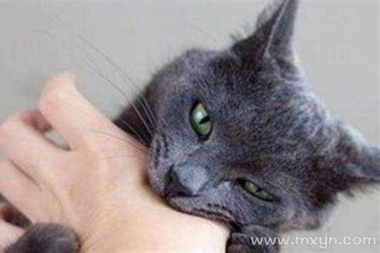 梦见猫猫扑过来咬自己的预兆