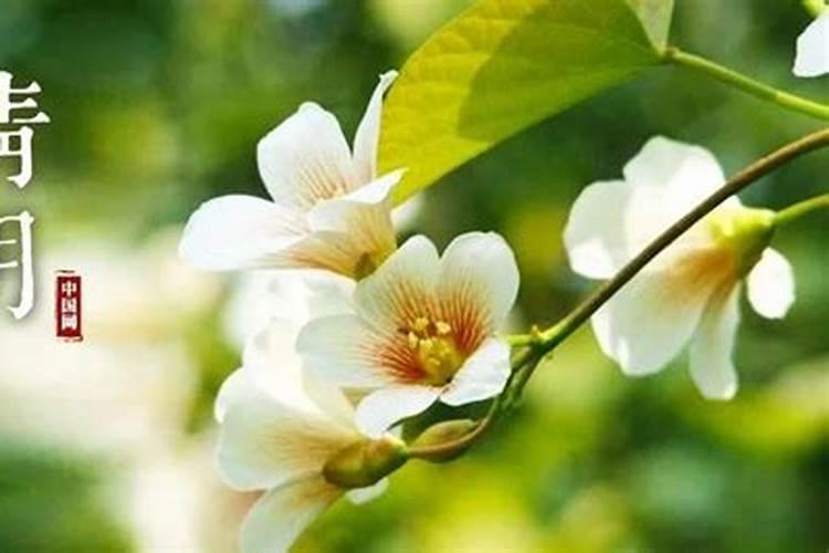 清明花开什么花最旺