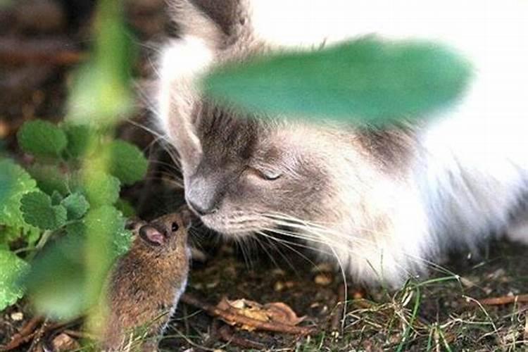 梦见猫老鼠死好不好