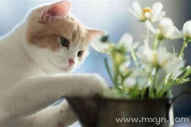 梦见猫和自己说话有什么预兆梦见猫和自己说话好不好