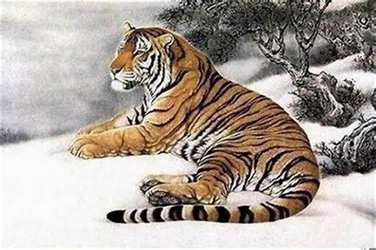 属虎的人2025年运势及运程