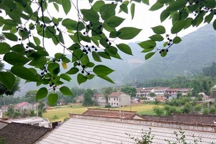 梦见叔叔来我家做客的预兆