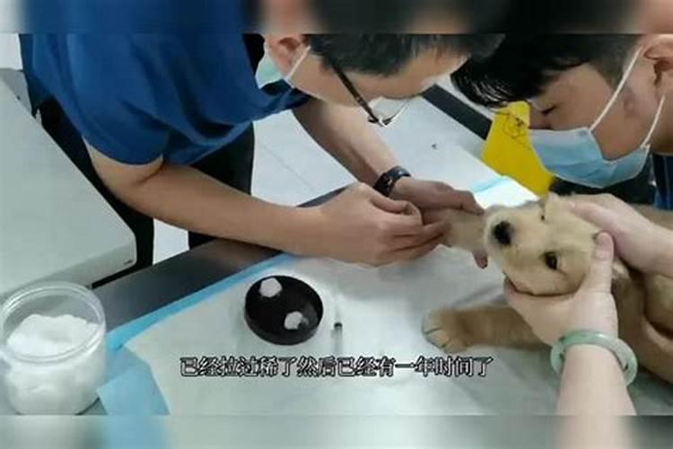 把家里狗卖了会影响财运吗？