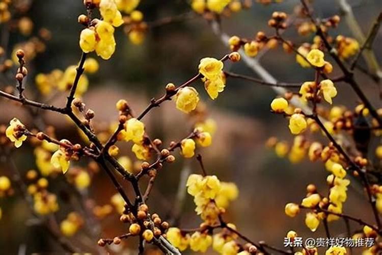 腊月开花的花有几种