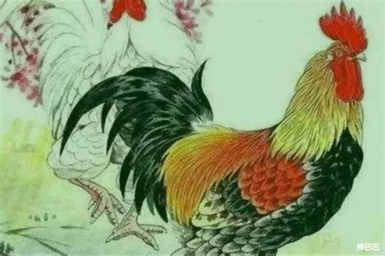 属鸡女今年犯太岁,来年吉凶如何呢？