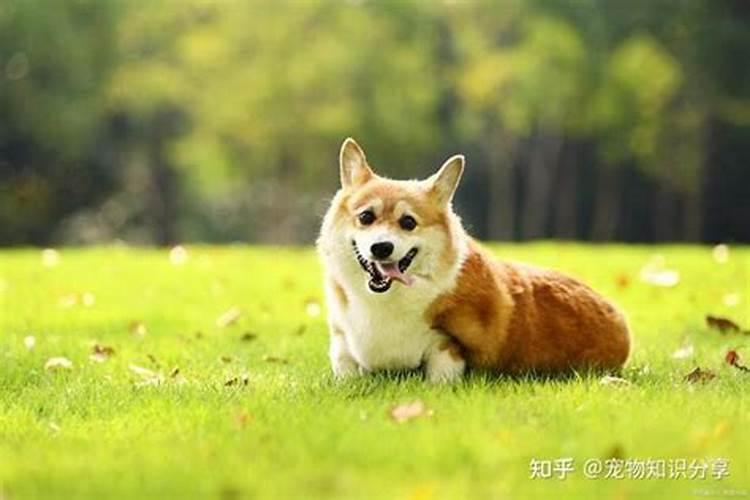 属虎本命年戴什么好