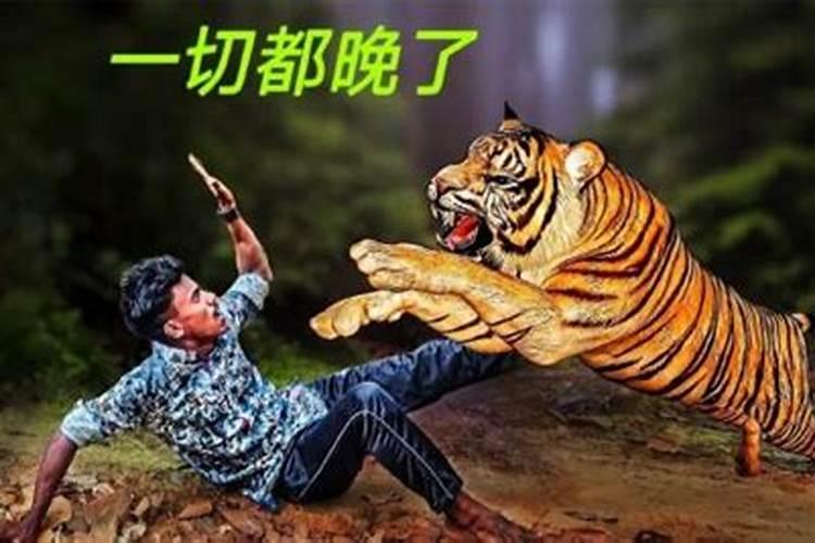 梦到老虎追我但逃脱了是什么意思