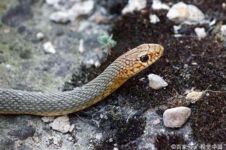 为什么说“冬至阳生夏至阴生”包饺子防灾避邪今日头条