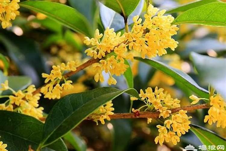 中秋节是否吃桂花 中秋节吃桂花吗