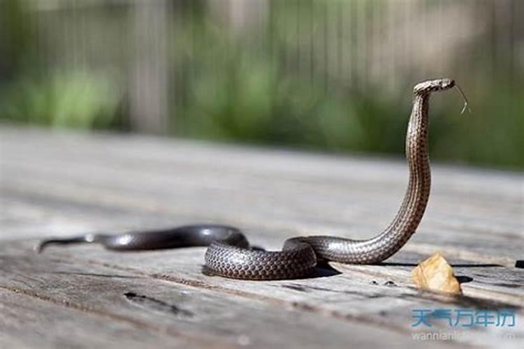 重阳节是农历几月几日