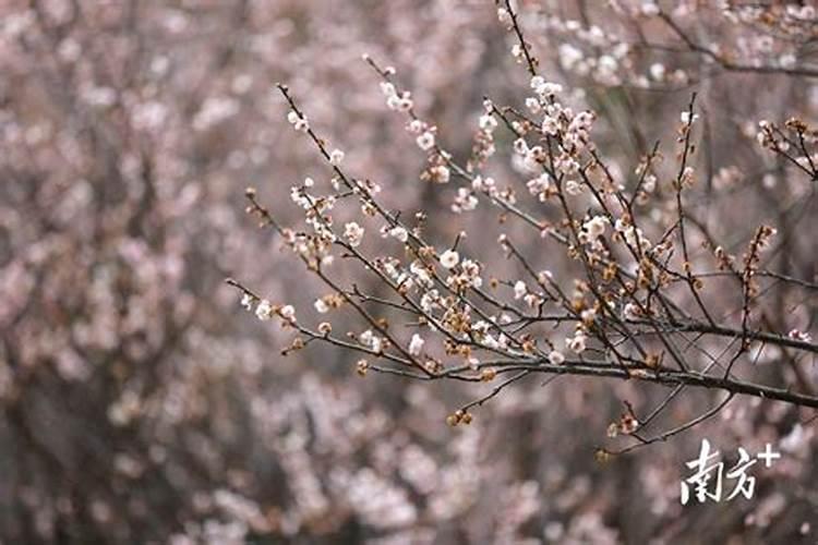 梅花开放的时间( )