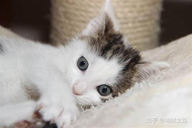 风水学讲什么属相不能养猫 会有哪些征兆