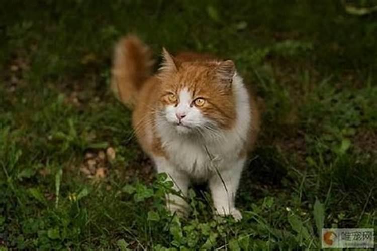 为什么说猫通灵性,什么属相不能养猫？
