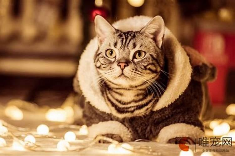 什么属相的人不可以养猫？