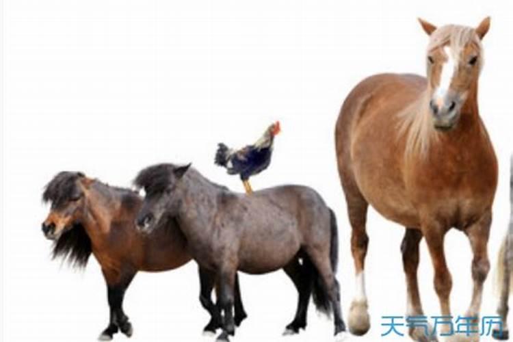 男马女鸡是断头婚 时常因小事发生争吵？