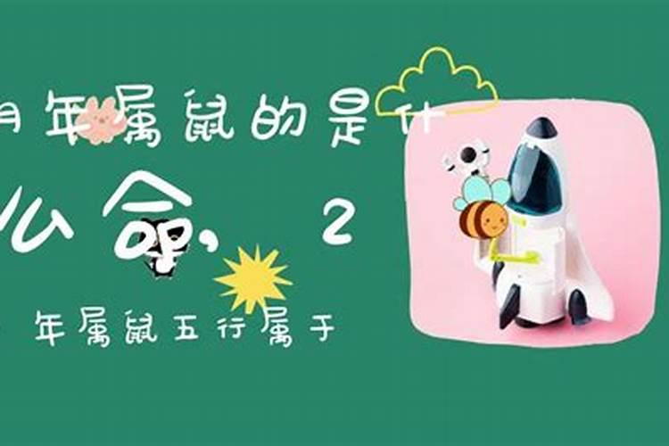 明年的鼠是什么命