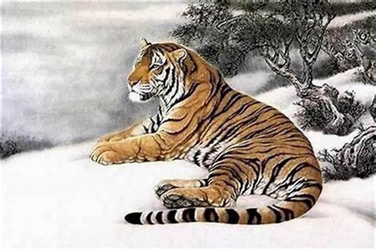 属虎人各个时辰讲解,属虎的哪个时辰出生最好