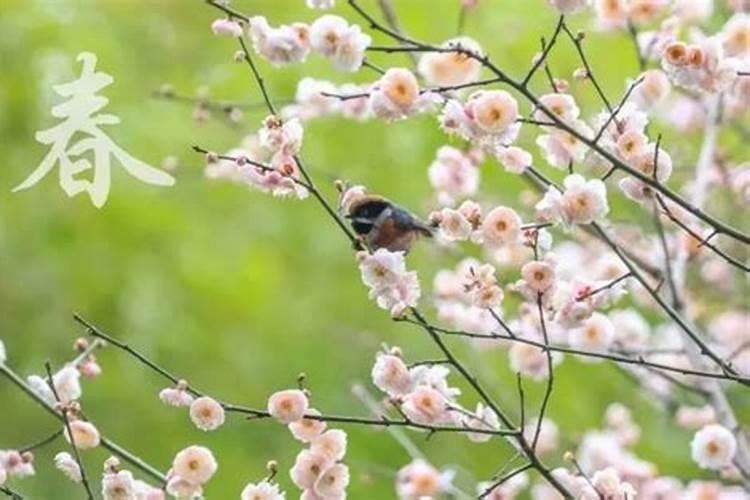 女孩出生在四绝日立春前一日是绝日？