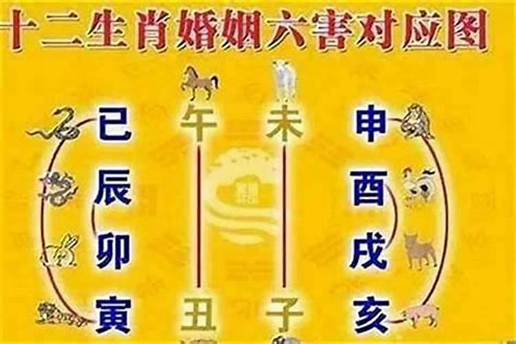 婚配属相大忌,哪些生肖不能婚配