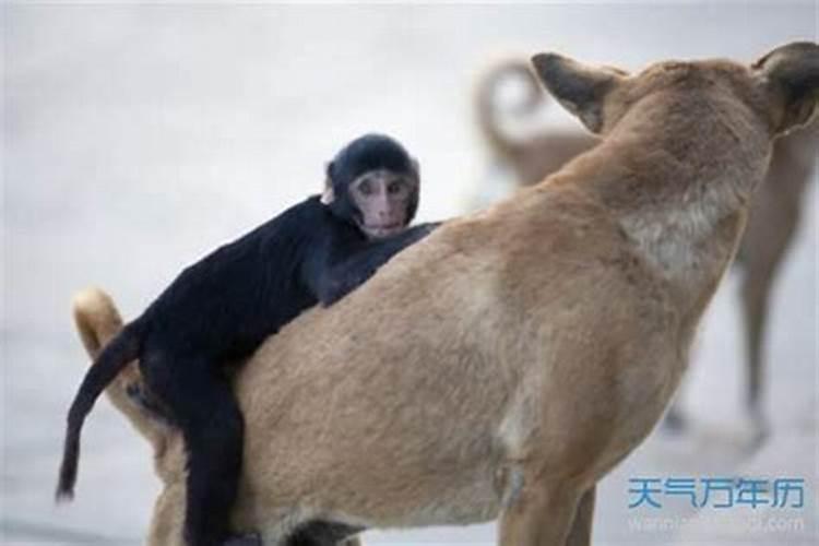 羊和虎合不合