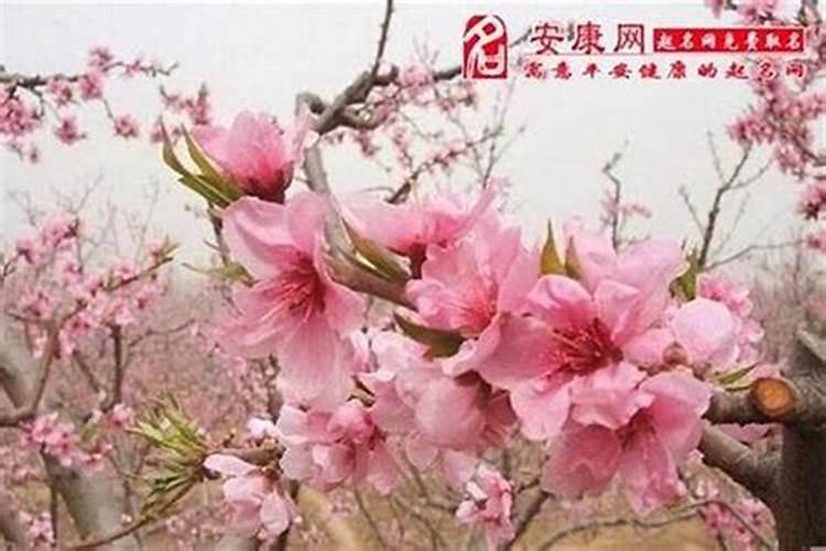 已婚女人走桃花运好不好？