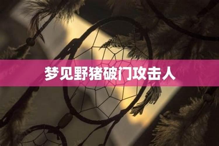 梦见被野猪咬预示什么