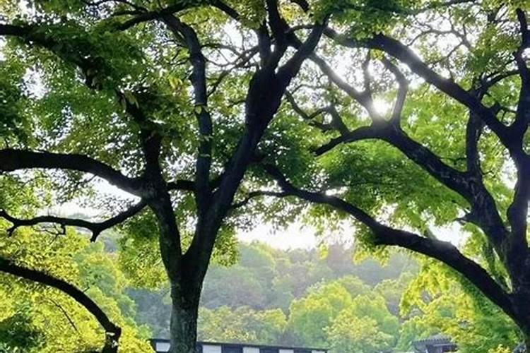 梦见别人被牛顶