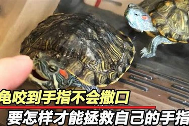1975属兔女在2025年的每月运势