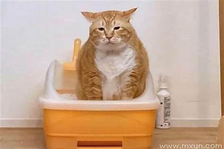 梦见猫在自己床上拉屎的预兆