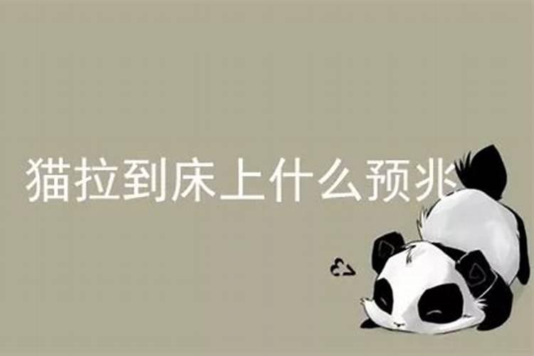 梦见猫拉屎在床上的预兆