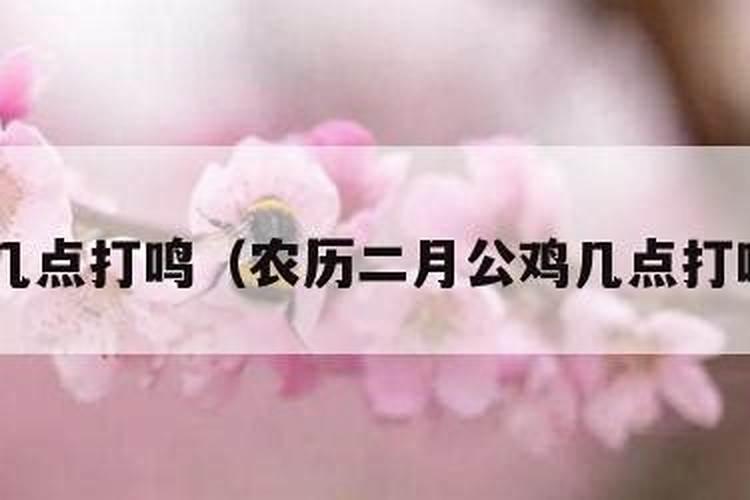 九斤红小鸡什么时候学会打鸣