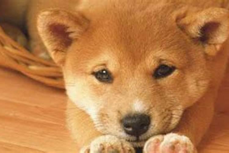 狗狗快生前10天征兆