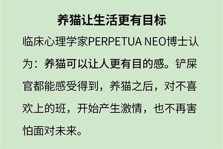 属兔的适合养猫吗