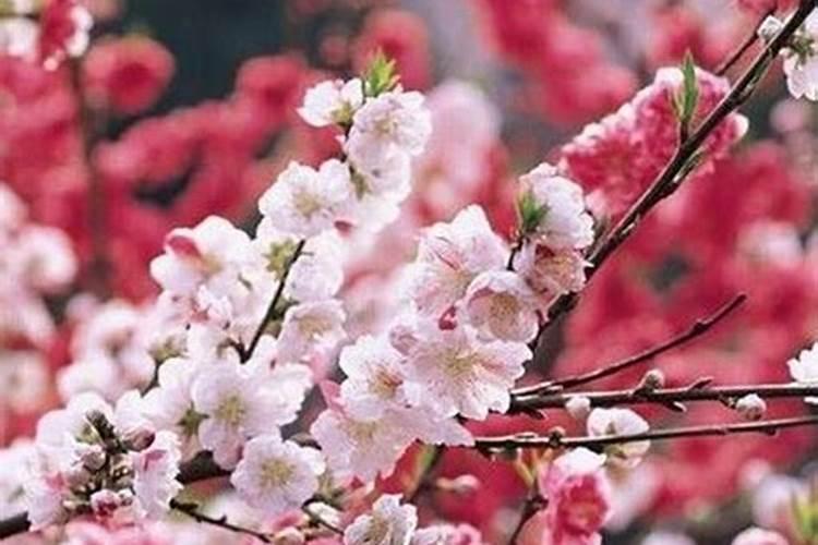 日支逢冲合婚姻 发展怎么样？