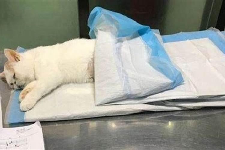 梦到自己的猫死了又复活,女人梦见猫死而复生