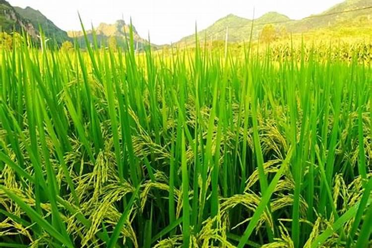五行缺水缺木戴什么好 缺木又缺水戴什么首饰