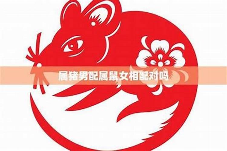 属鼠的和属猪的
