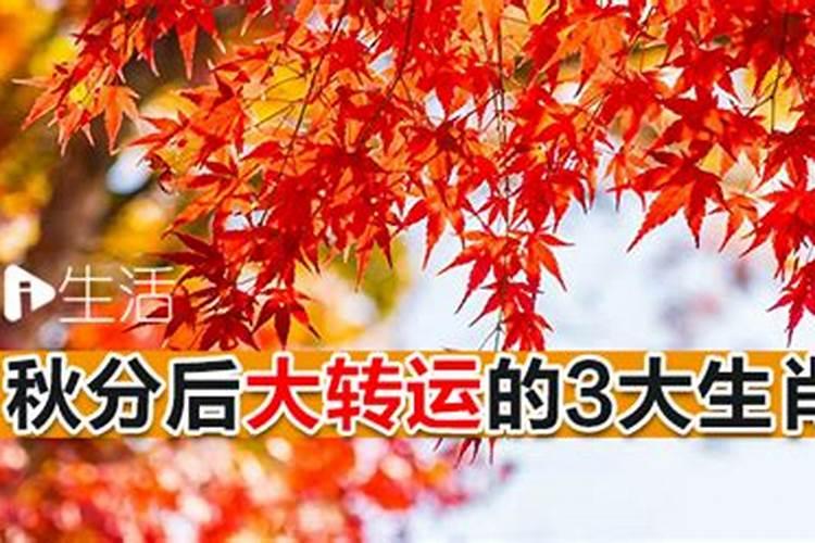 2015年出生的,今年的运程怎么样,时候属猪？