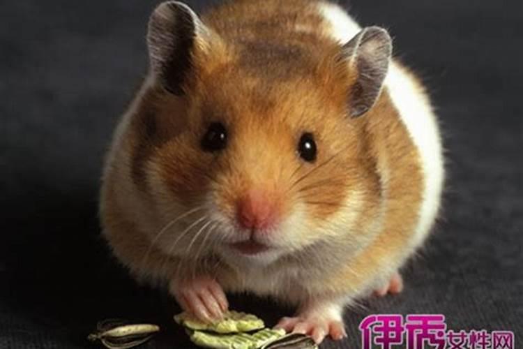 梦见小老鼠爬到自己身上是什么意思