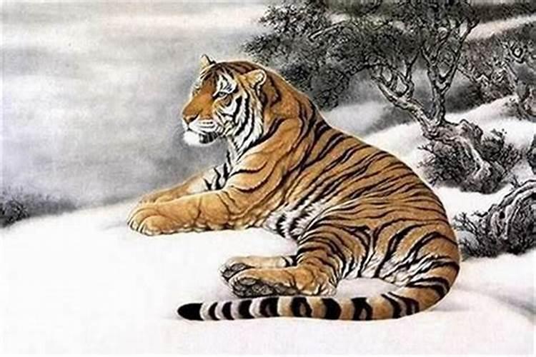 属虎的几月出生最好
