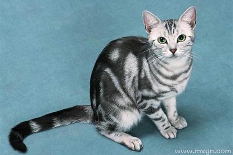 梦到猫扑到本人身上是什么意思