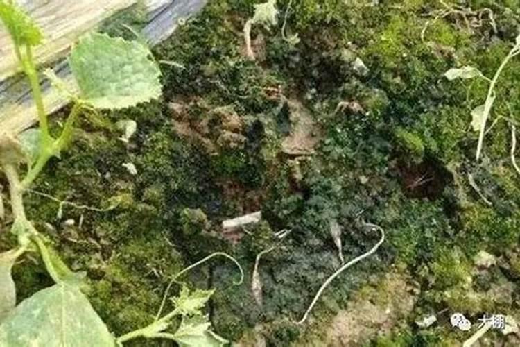 八字测姻缘:涧下水和山头火的姻缘好不好？