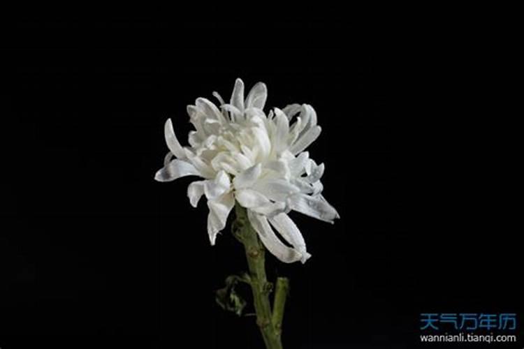清明节上坟一个人去可以吗 清明节上坟只能上一次吗