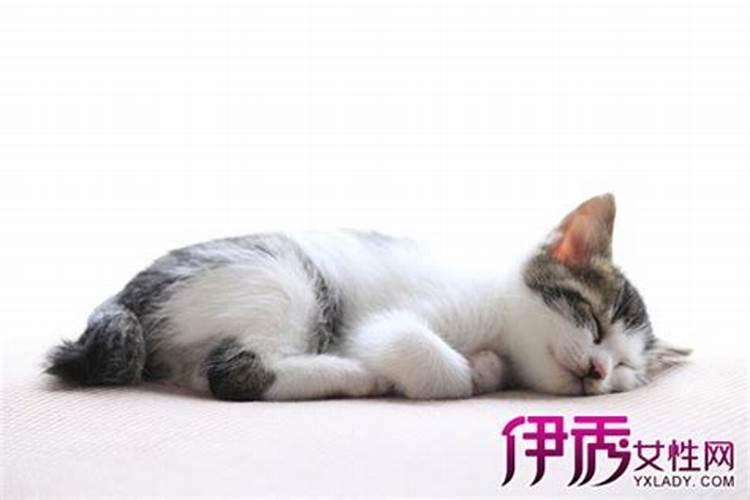 梦见被猫咬了是什么征兆？