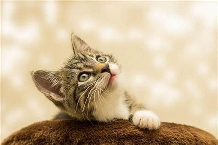 梦见被猫咬是什么意思