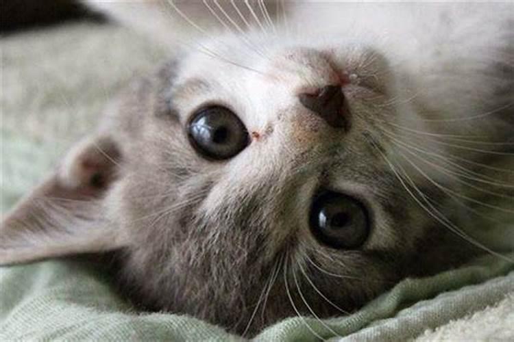 梦见被猫咬了是什么意思