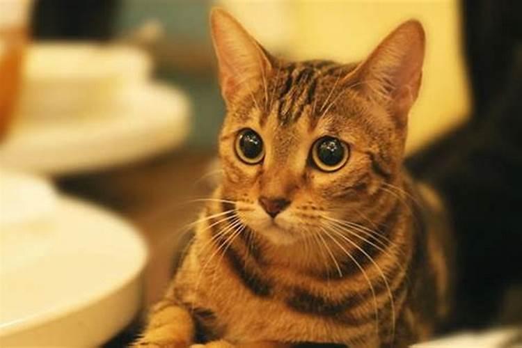 女人梦见猫死了是什么预兆 女人梦见猫死了解释