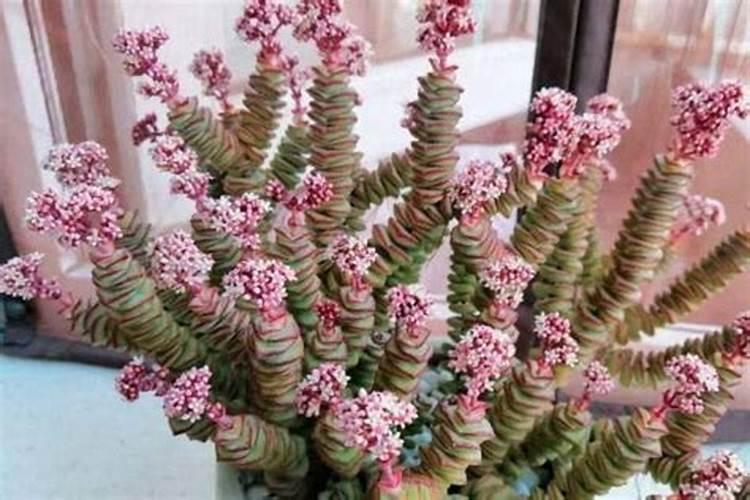 家里最旺财的十种植物适合家里摆放的招财植物？