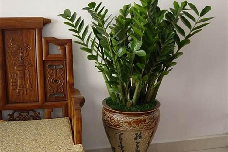 家里养什么植物风水好？哪些植物可以招财旺财？